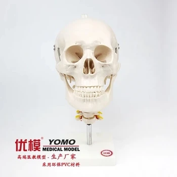 череп взрослого человека с моделью шейного отдела позвоночника, затылочная кость, черепно-лицевая модель, модель общения врача с пациентом Бесплатная доставка