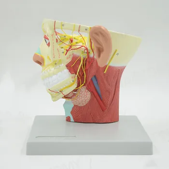 Модель нерва головы человека Модели ЛОР- и косметической хирургии Модели неврологии