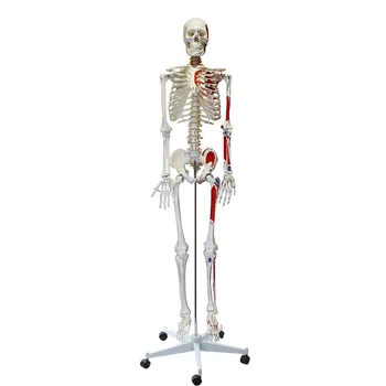 Пронумерованная Модель медицинского Скелета с Мышцами, Модель человеческого Скелета 170 см в натуральную величину для Анатомических Научных Принадлежностей, Декор для Хэллоуина